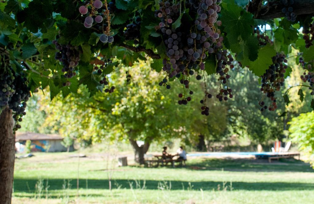Hosteria Rural Viejo Roble San Rafael (Mendoza) Exterior photo